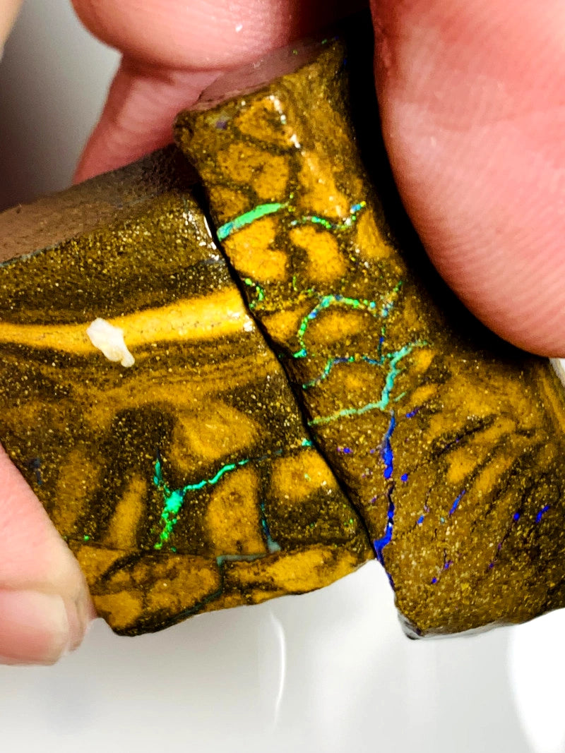 Queensland Boulder opal rough pair 105cts Winton Bright Multifires showing 37x12x8mm & 27x17x9mm BFC67