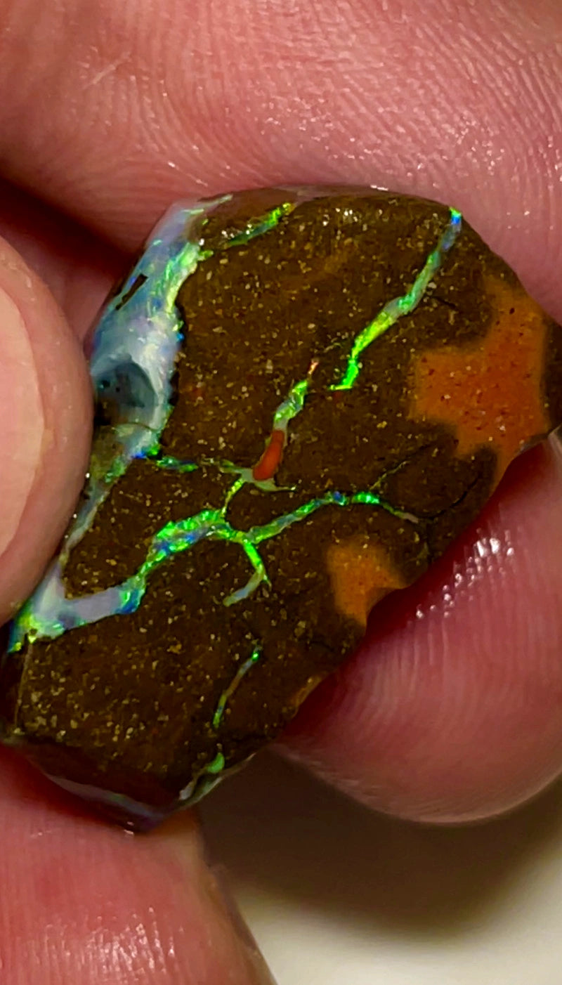 Queensland Boulder opal 33cts Winton rub/rough Very Bright Multifires in Exposed Veins on rubbed face 25x15x8mm BFC74