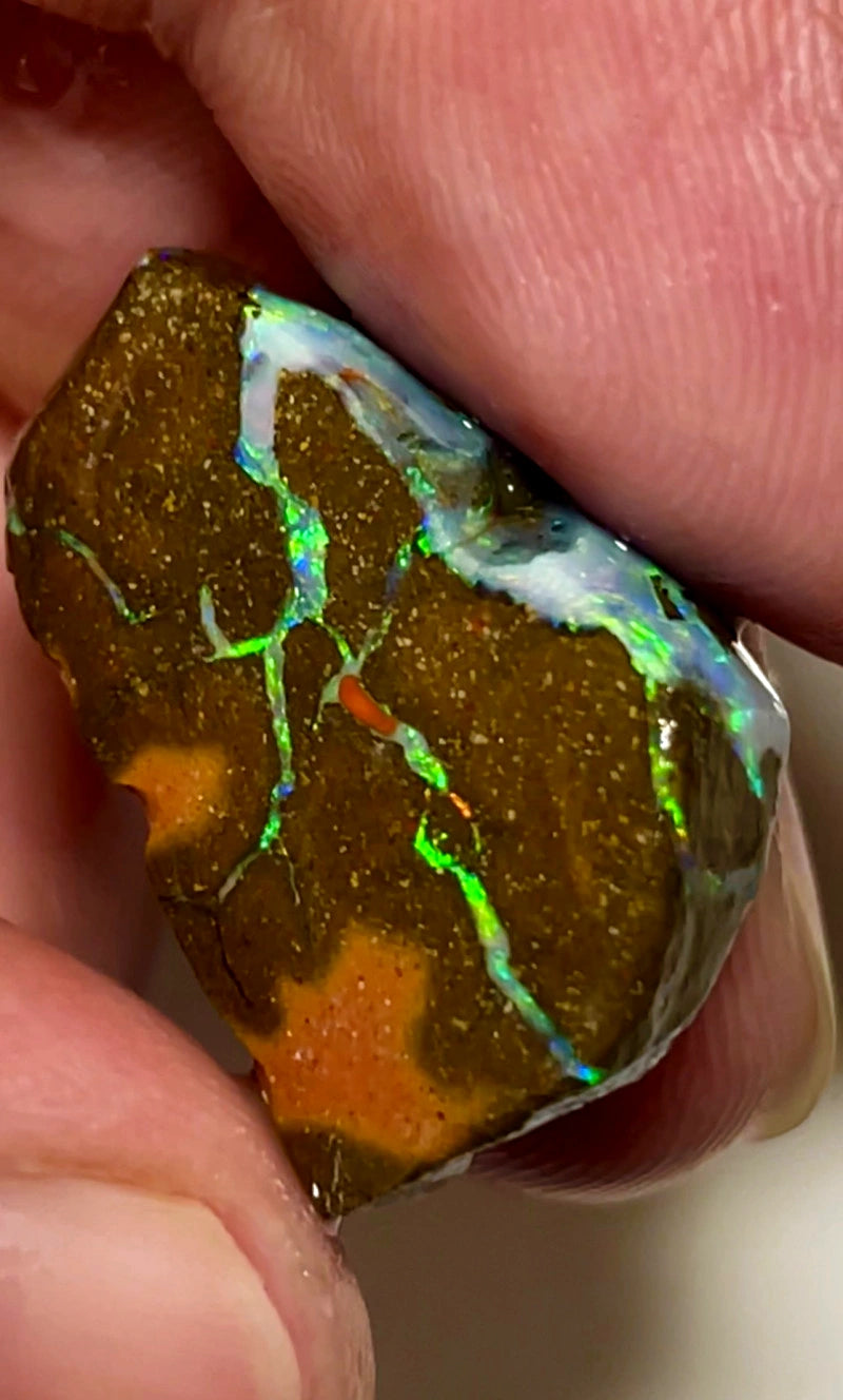 Queensland Boulder opal 33cts Winton rub/rough Very Bright Multifires in Exposed Veins on rubbed face 25x15x8mm BFC74